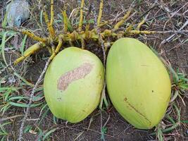 Jeune noix de coco sont vert avec rafraîchissant fruit jus. Frais Jeune noix de coco. photo