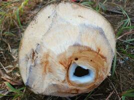 Jeune noix de coco jus dans le jardin, avec sec herbe Contexte. Jeune noix de coco dans le jardin. photo