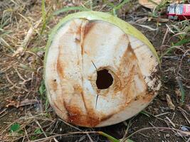Jeune noix de coco jus dans le jardin, avec sec herbe Contexte. Jeune noix de coco dans le jardin. photo