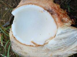 Jeune noix de coco jus dans le jardin, avec sec herbe Contexte. Jeune noix de coco dans le jardin. photo