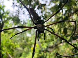 gros noir araignée capturé à proche gamme. photo