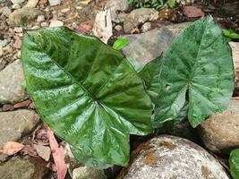l'éléphant oreille feuilles ou alocasia odeur pris à proche gamme, avec une Naturel pierre Contexte. alocasia odeur magnifique plante de feuilles. photo