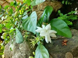 magnifique blanc jasmin fleur ou Jasminum sambac avec Naturel jardin Contexte. le fleur avec le scientifique Nom Jasminum sambac. photo