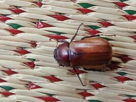 holotrichie insectes sont a trouvé souterrain où elles ou ils alimentation sur plante racines. photo