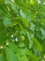 noyer arbre avec une noyer dans une pot sur une étagère photo