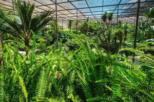 le du froid maison estufa fria est une serre avec jardins, les étangs, les plantes et des arbres dans Lisbonne, le Portugal photo