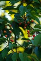 vert cerises pendaison dans arbre photo