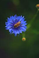 occupé abeille collecte pollen dans une bleuet photo