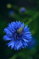 scarabée cache dans une bleuet photo