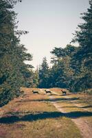 cerfs traversée une gravier route dans le forêt photo