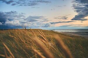 dunes avec plage herbe à le large plage à nord Danemark photo