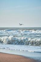 mouette en volant plus de s'écraser vague photo