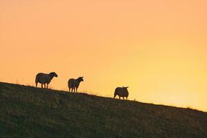 mouton permanent sur digue dans le coucher du soleil photo