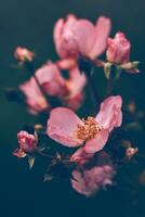 flétri sauvage des roses couvert dans rosée gouttes photo