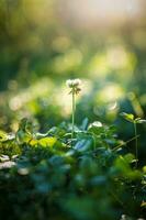 Célibataire trèfle fleur dans ensoleillement photo