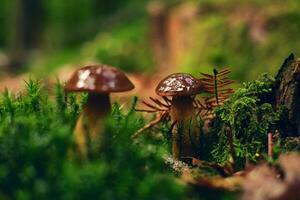 châtaigne champignon sur moussu forêt sol photo