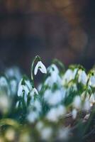 petit perce-neige croissance dans le coucher du soleil lumière photo