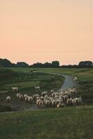 troupeau de mouton sur digue photo