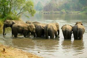 troupeau ou groupe de asiatique éléphants baignade dans le rivière de le forêt dans nord Thaïlande. photo
