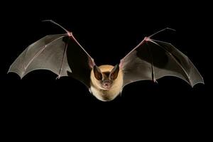 ai généré réaliste chauve souris clipart photo