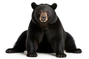 ai généré réaliste noir ours clipart photo