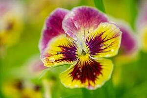 le violet fleur est Jaune avec violet couleur. épanouissement saison de violettes dans le jardin. photo