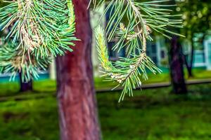 pinus Sylvestris avec Jeune pousse sur une flou Contexte photo