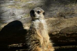 une suricate des stands sur une Journal dans le Soleil photo