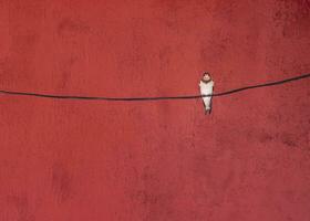 seul avaler oiseau séance sur une câble à rouge Contexte photo