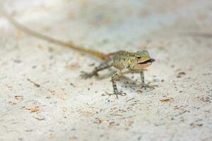 maldivien jardin coloré lézard sur le gémissement le sable sur le tropical île. proche en haut. copie espace. photo