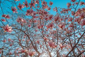 parfait la nature Contexte pour printemps ou été floral modèle Contexte. rose magnolia fleurs et doux bleu ciel et Soleil des rayons comme relaxant de mauvaise humeur fermer. incroyable la nature scène, rêveur fleurs photo