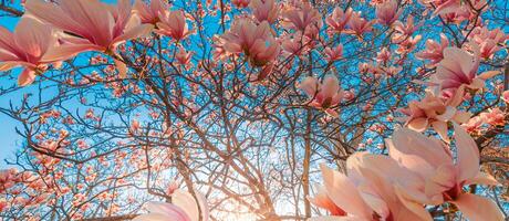 parfait la nature Contexte pour printemps ou été floral modèle Contexte. rose magnolia fleurs et doux bleu ciel et Soleil des rayons comme relaxant de mauvaise humeur fermer. incroyable la nature scène, rêveur fleurs photo