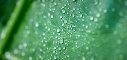 beauté dans la nature. relaxant doux bleu vert couleurs, macro l'eau gouttes de rosée dans Matin lueur dans lumière du soleil. magnifique feuille texture dans la nature. Naturel Contexte fond d'écran. idyllique printemps été fermer photo