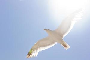 mouette, oiseau qui est généralement en mer. photo