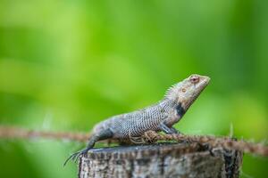 jardin lézard ou changeable lézard calottes versicolor dans Latin. magnifique brillant reptile dans jungle. tropical animal photo