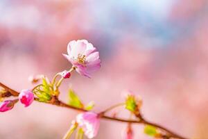 magnifique Cerise fleur Sakura dans printemps temps plus de bleu ciel. incroyable vif couleurs, printemps la nature bannière avec copie espace. rose Cerise fleurs doux lumière bleu ciel Contexte photo