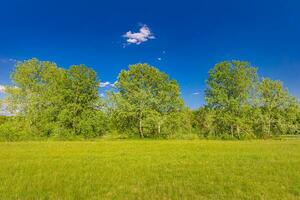 magnifique brillant paysage de herbe champ et vert forêt des arbres. été en plein air environnement concept. randonnée la nature marche, paisible doux la nature scène. fermer herbe prairie, Frais des arbres ciel lumière du soleil photo