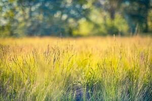 magnifique proche en haut écologie la nature paysage avec prairie. abstrait herbe Contexte. photo