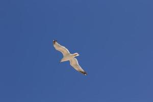 mouette, oiseau qui est généralement en mer. photo