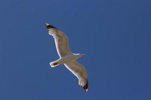 mouette, oiseau qui est généralement en mer. photo