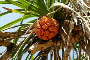 rivage Screwpine ou pandanus tectorius sur le arbre photo