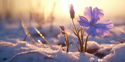 ai généré le Soleil poutres vers le bas sur neige et une violet fleur, photo