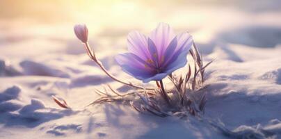 ai généré le Soleil poutres vers le bas sur neige et une violet fleur, photo