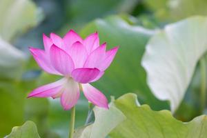 une fleur de lotus rose sur un fond de feuille de lotus vert photo