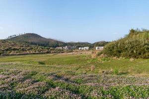 à la campagne, l'astragale violette est dans le champ photo