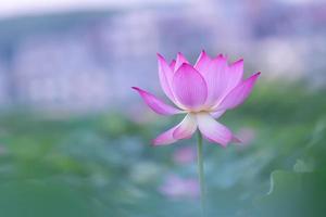 une fleur de lotus rose sur un fond de feuille de lotus vert photo