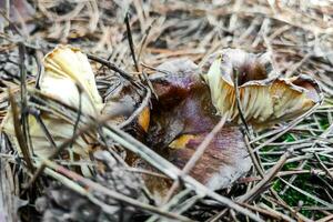 hygrophore hypothéjus champignon fermer. photo