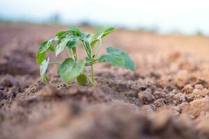 la vie dans le jardin photo