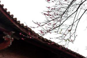 les fleurs de prunier roses dans les temples bouddhistes sont ouvertes