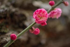 gros plan d'une fleur de prunier rose photo